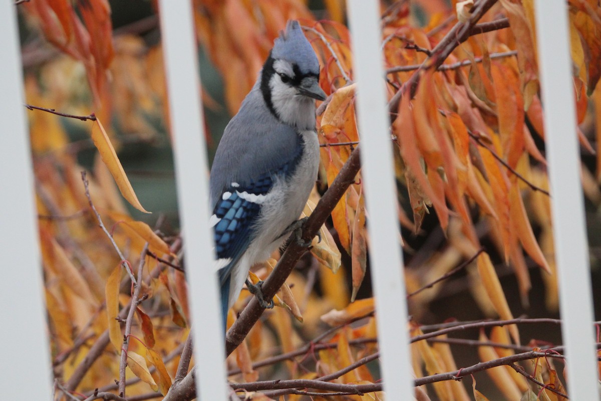 アオカケス - ML644430025