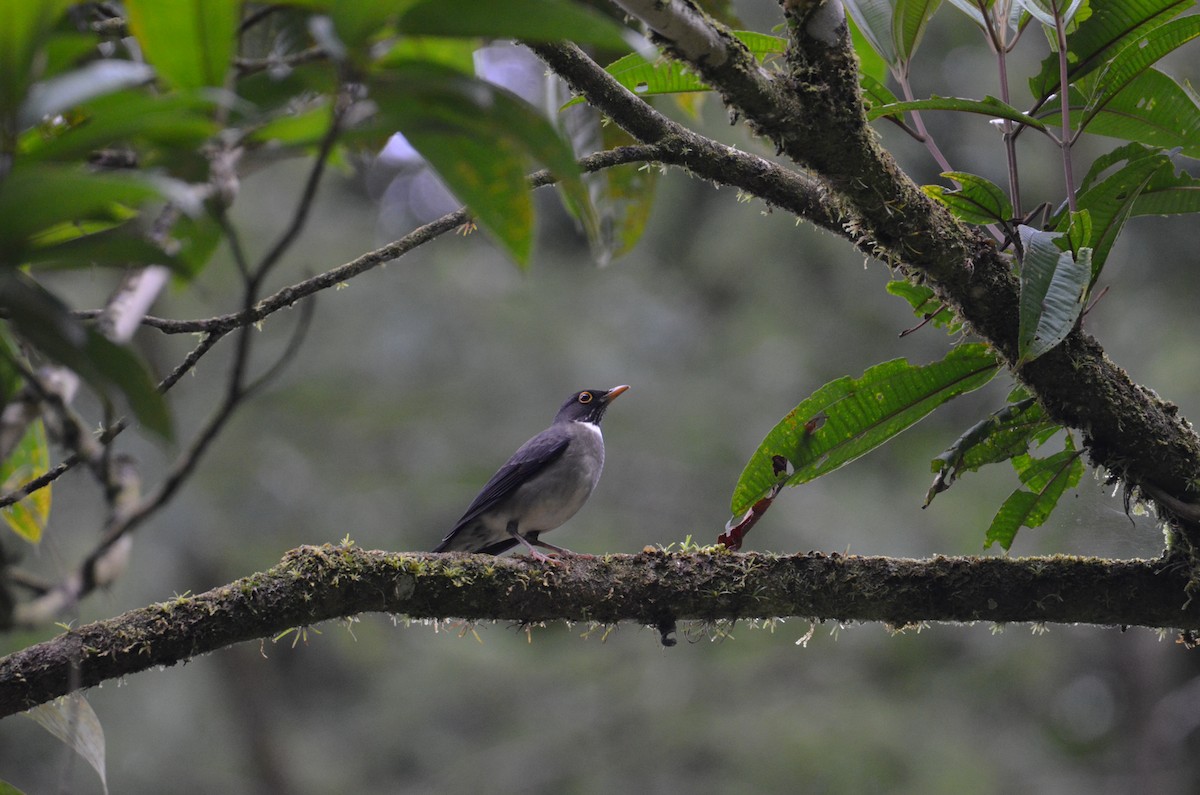 White-throated Thrush - ML644430032