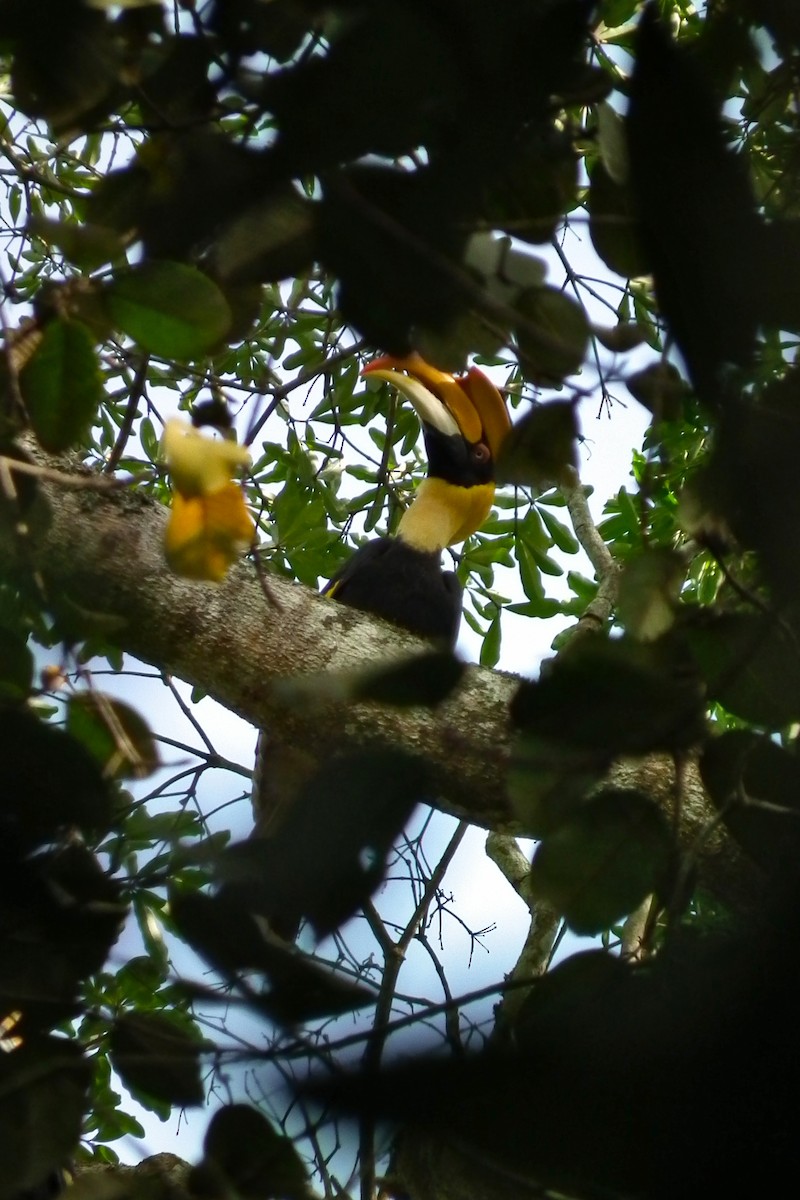 オオサイチョウ - ML644430050