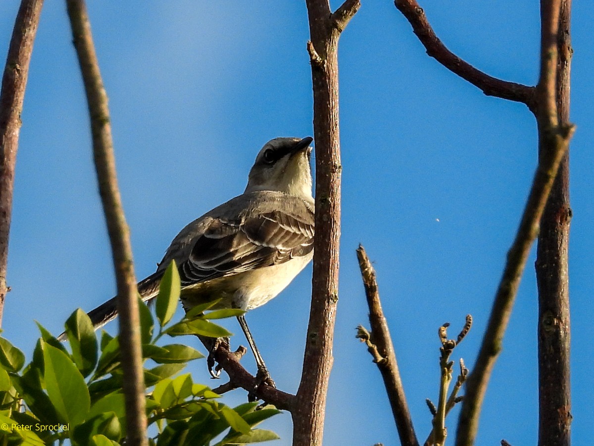 Moqueur des savanes (groupe gilvus) - ML644430053