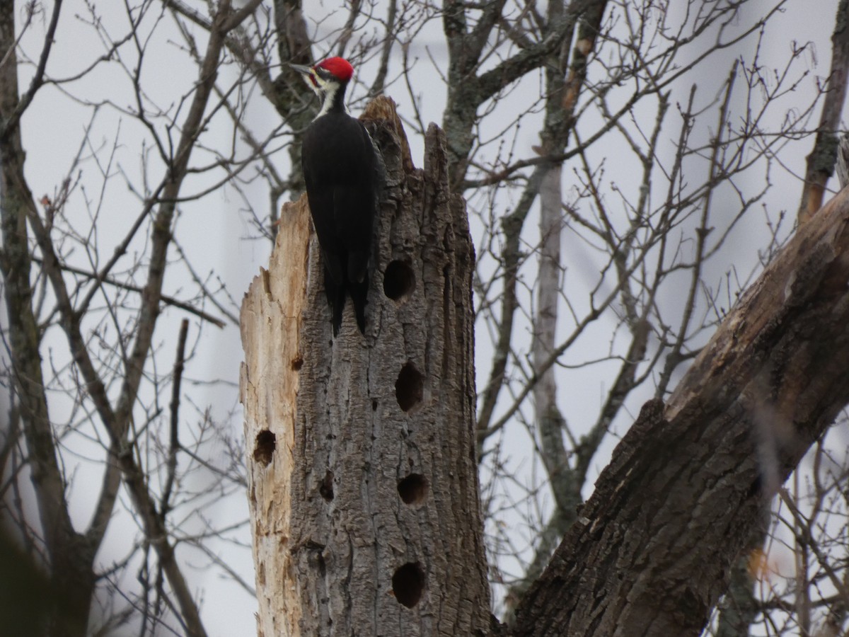 Жовна північна - ML644430056