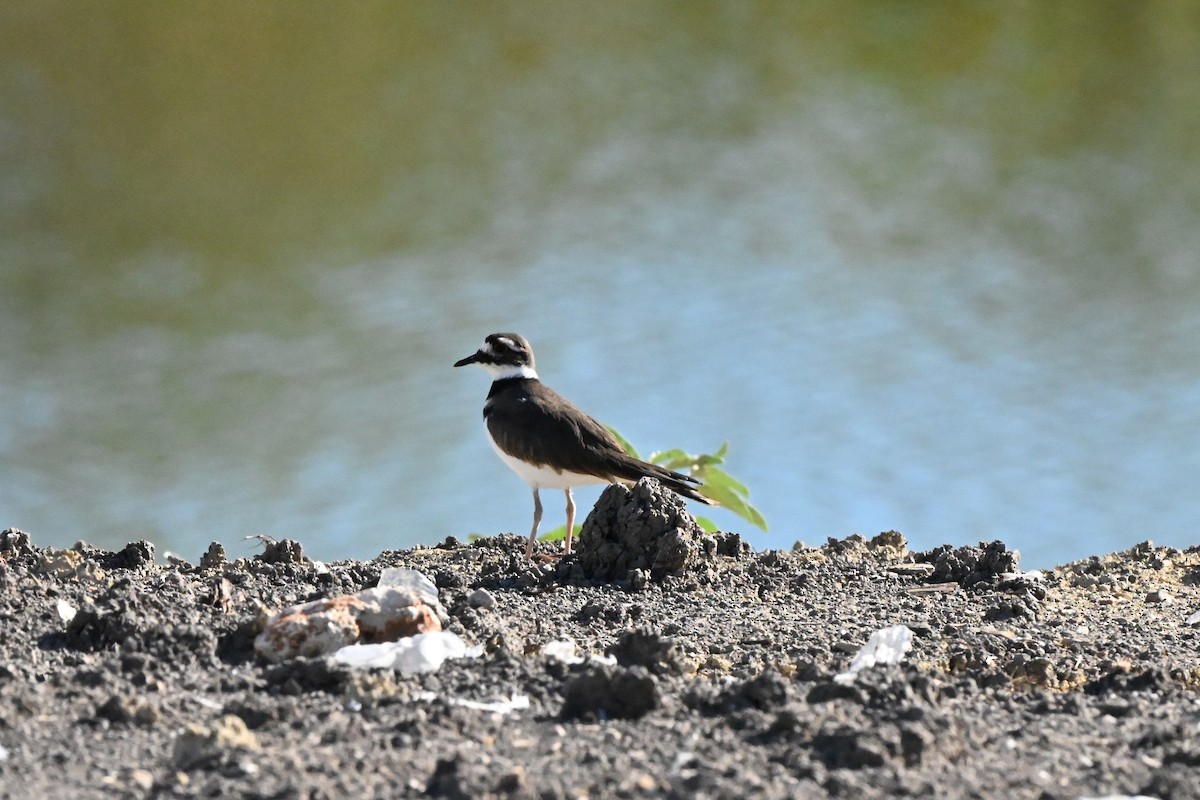 Killdeer - ML644430057
