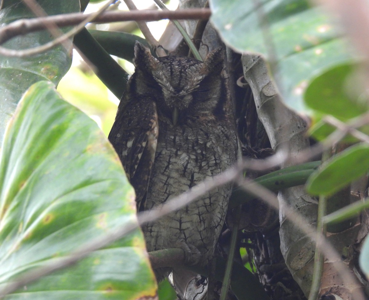 Long-tufted Screech-Owl - ML644430068