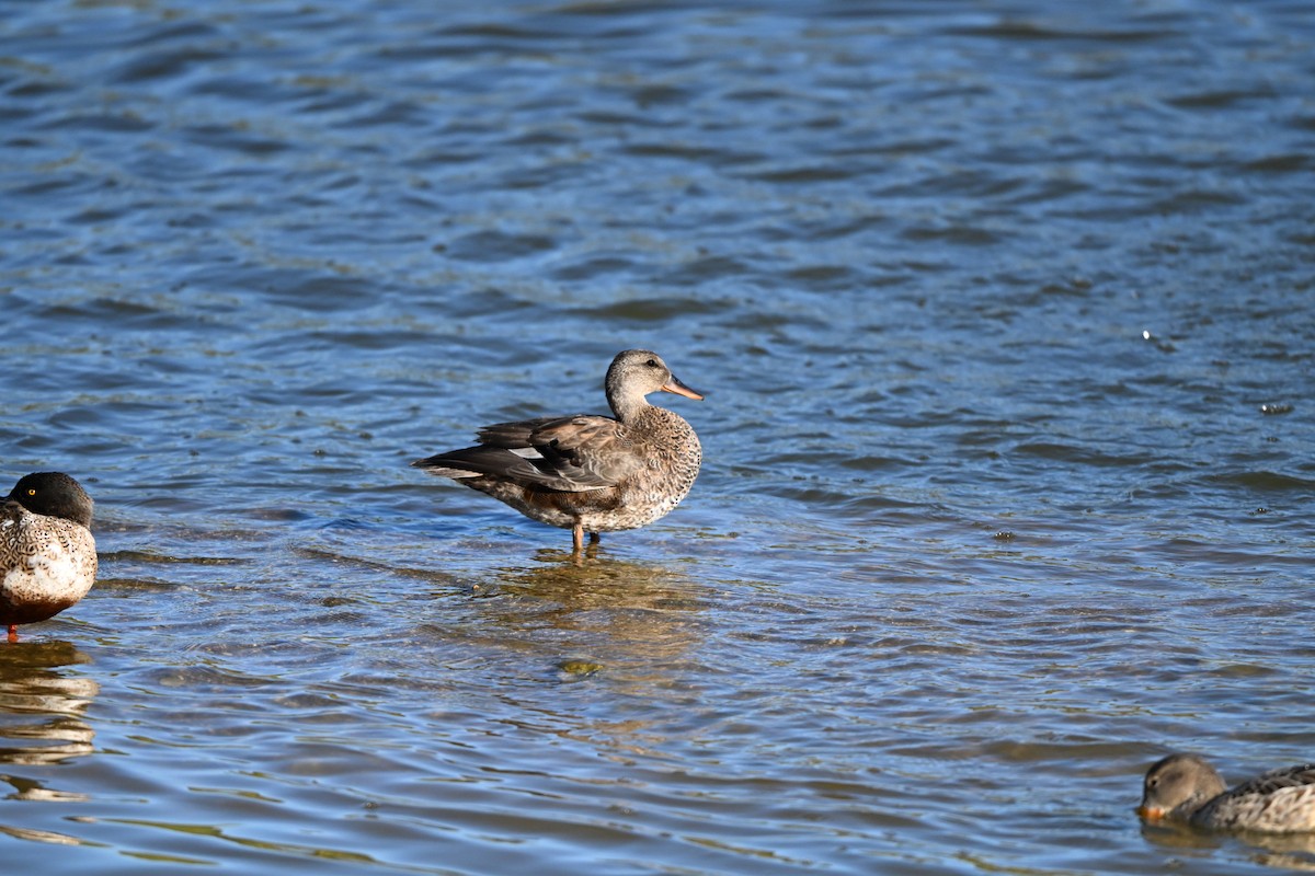 Нерозень - ML644430070