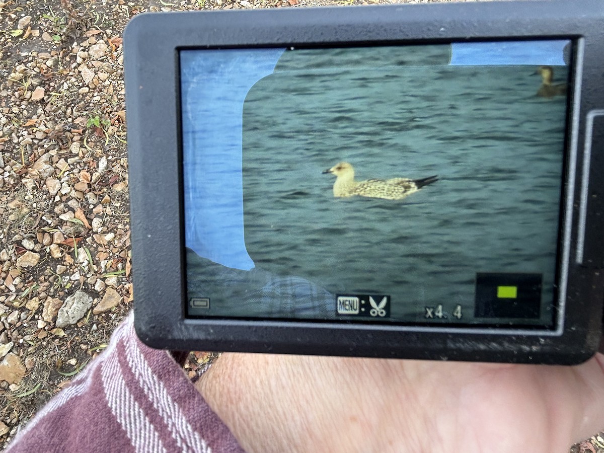 Lesser Black-backed Gull - ML644430074
