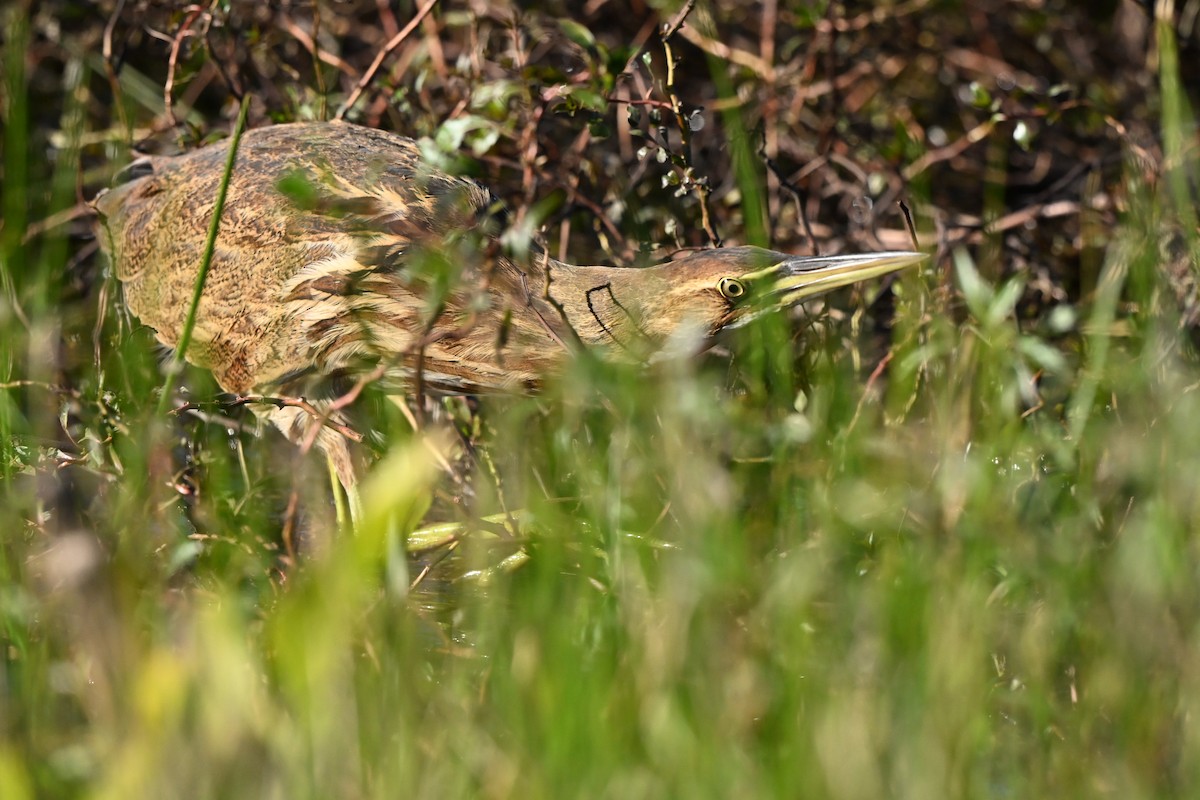 American Bittern - ML644430077
