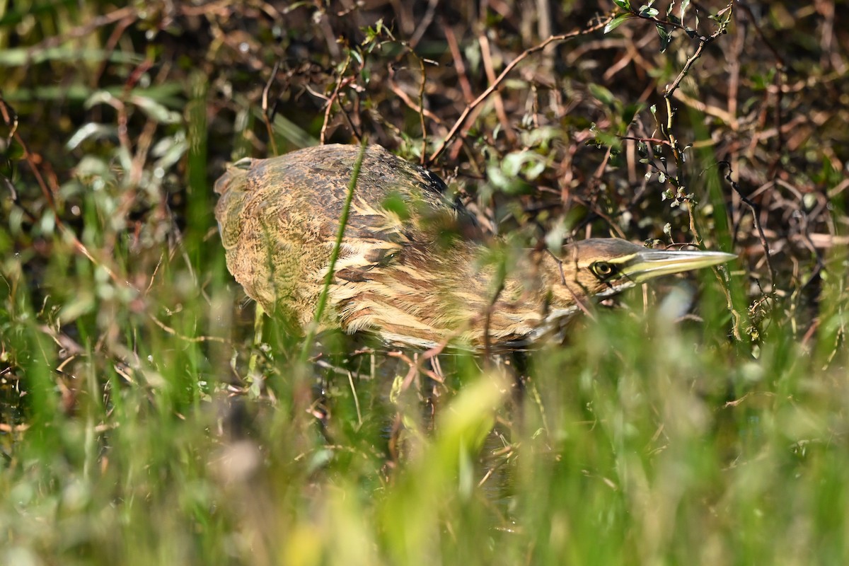 American Bittern - ML644430078