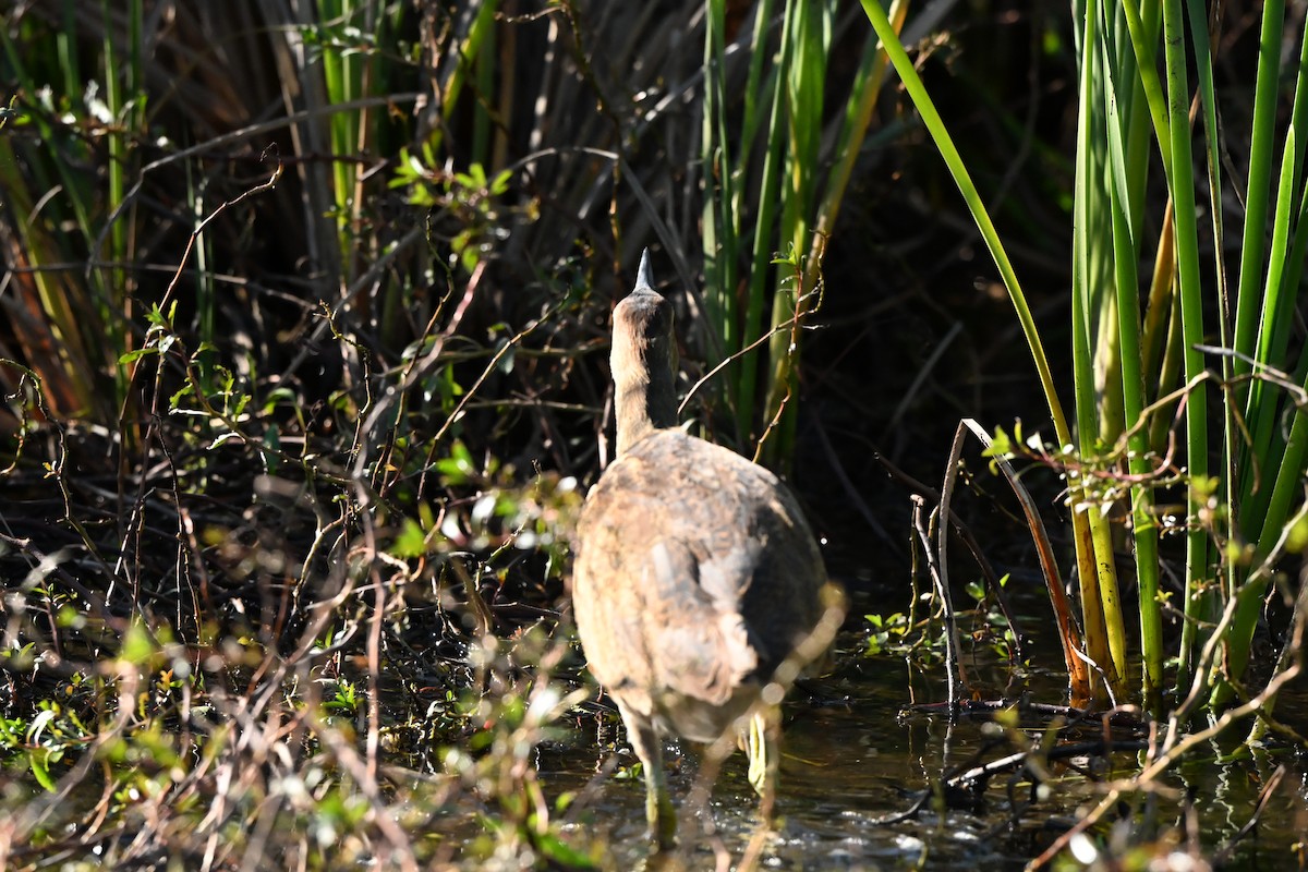 American Bittern - ML644430080