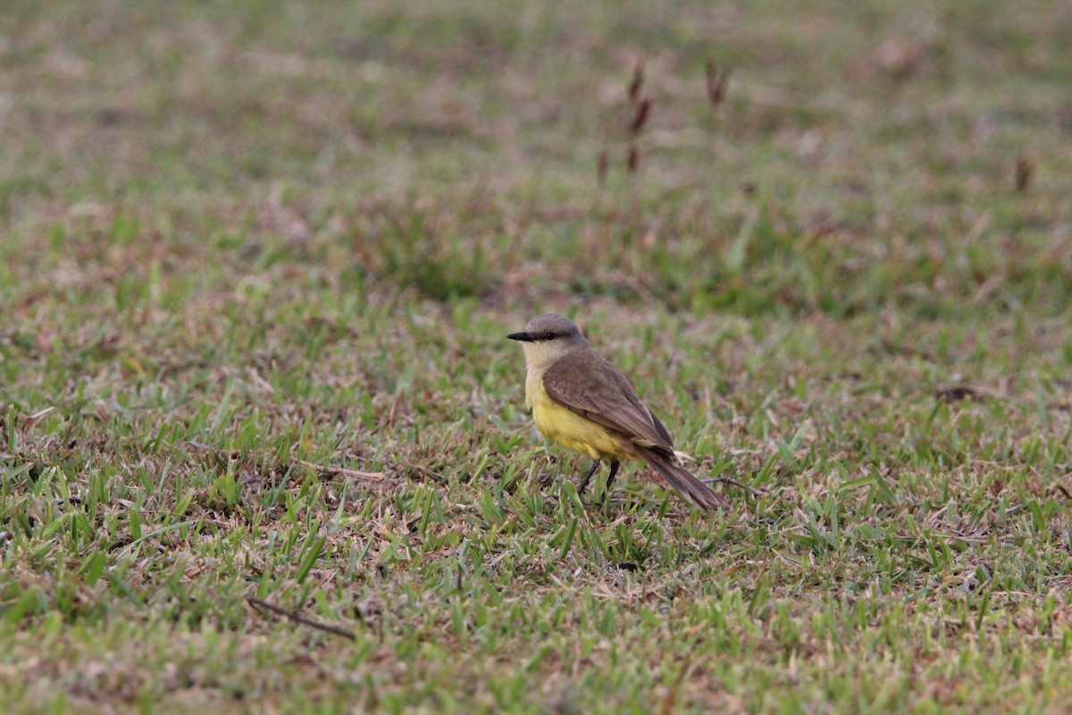 Cattle Tyrant - ML644430088