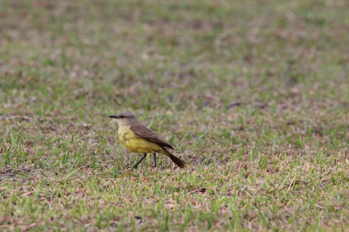 Cattle Tyrant - ML644430090