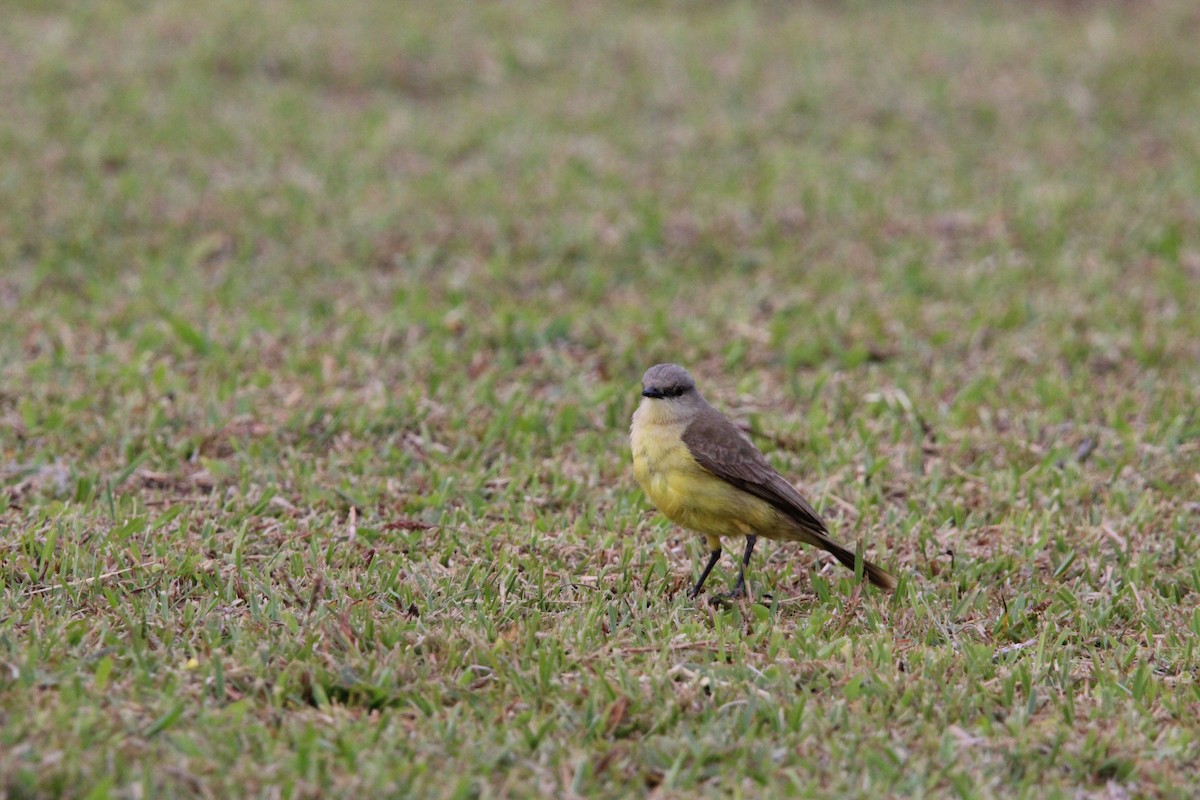 Cattle Tyrant - ML644430092