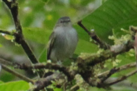 Mistletoe Tyrannulet - ML644430093