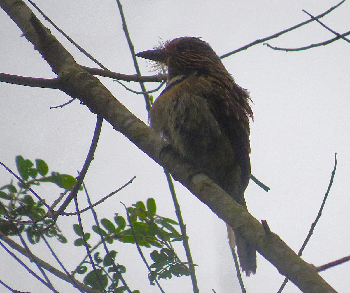 Crescent-chested Puffbird (Greater) - ML644430095