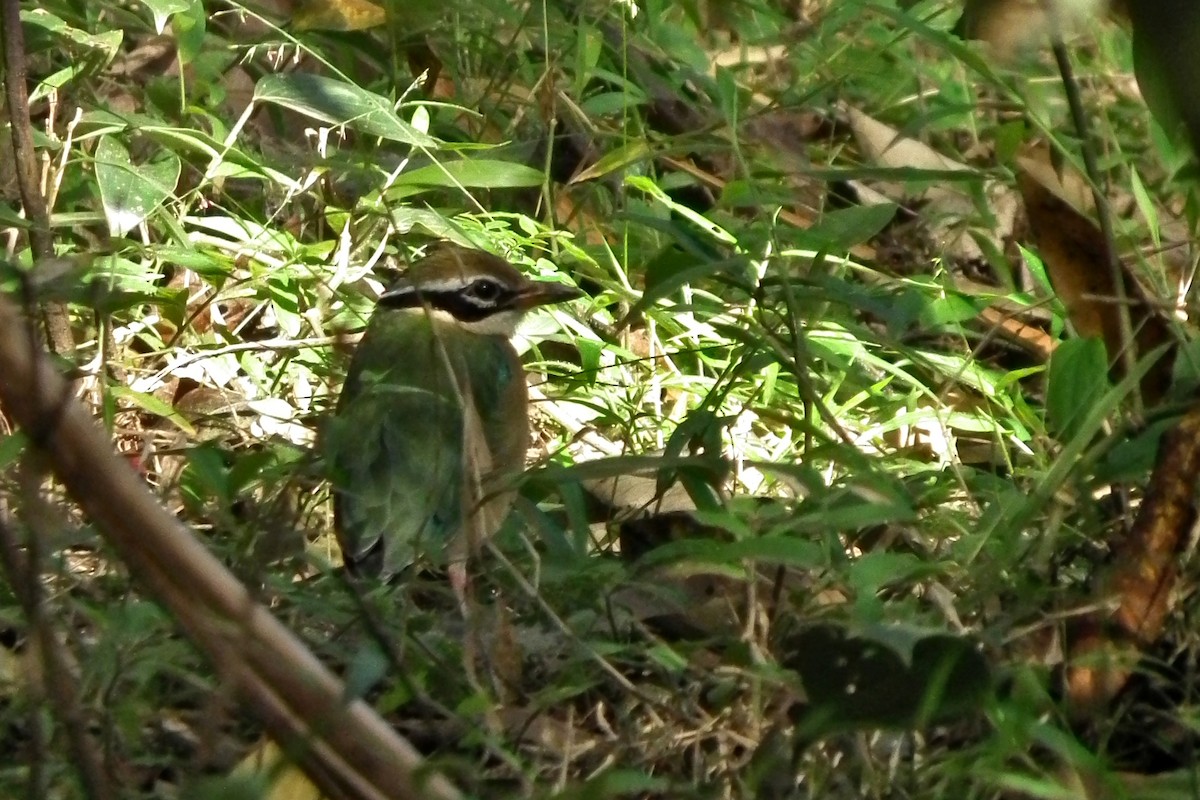 Pita India - ML644430098