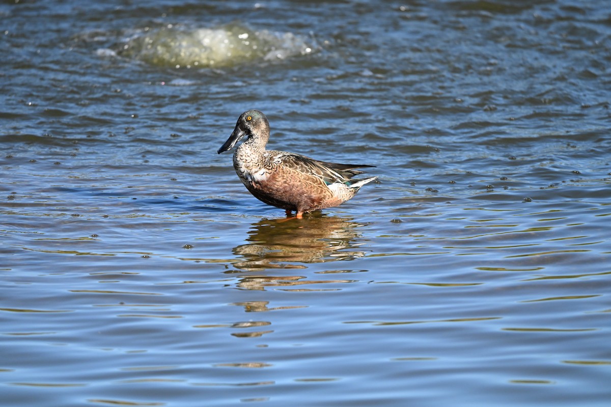 Northern Shoveler - ML644430103
