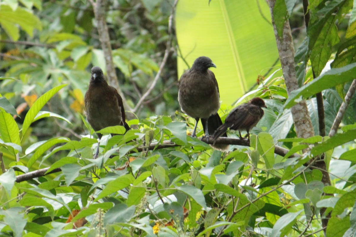 gråhodehokko - ML644430111