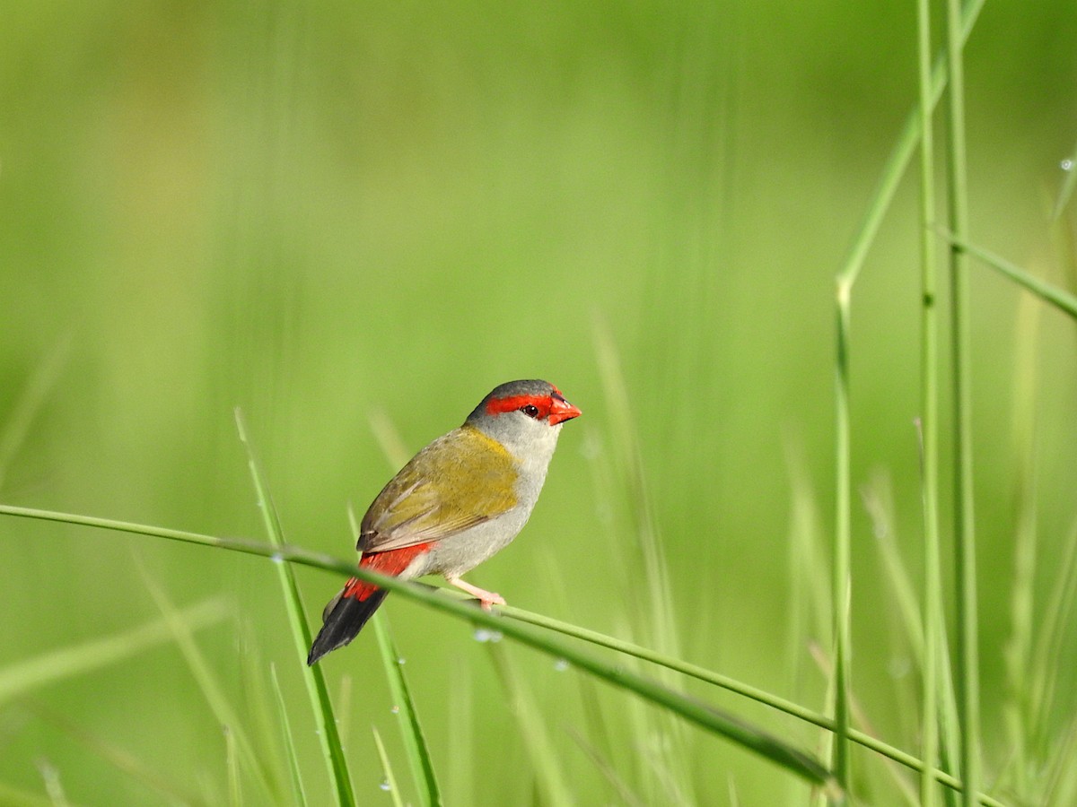 Краснобровая амадина - ML644430127