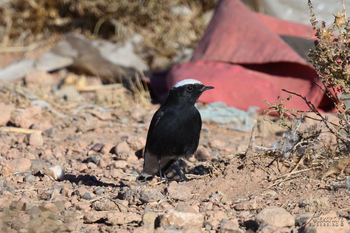 Saharasteinschmätzer - ML644430128