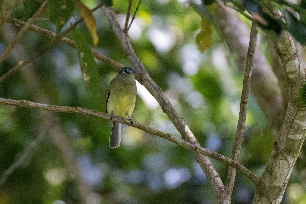 Slaty-capped Flycatcher - ML644430133