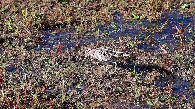 Wilson's Snipe - ML644430142