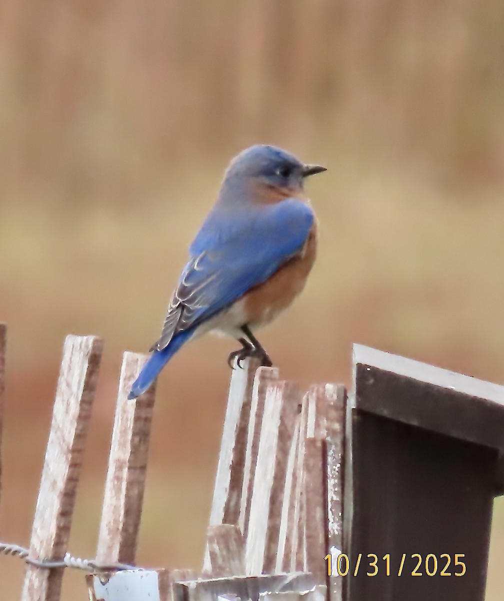 Eastern Bluebird - ML644430149