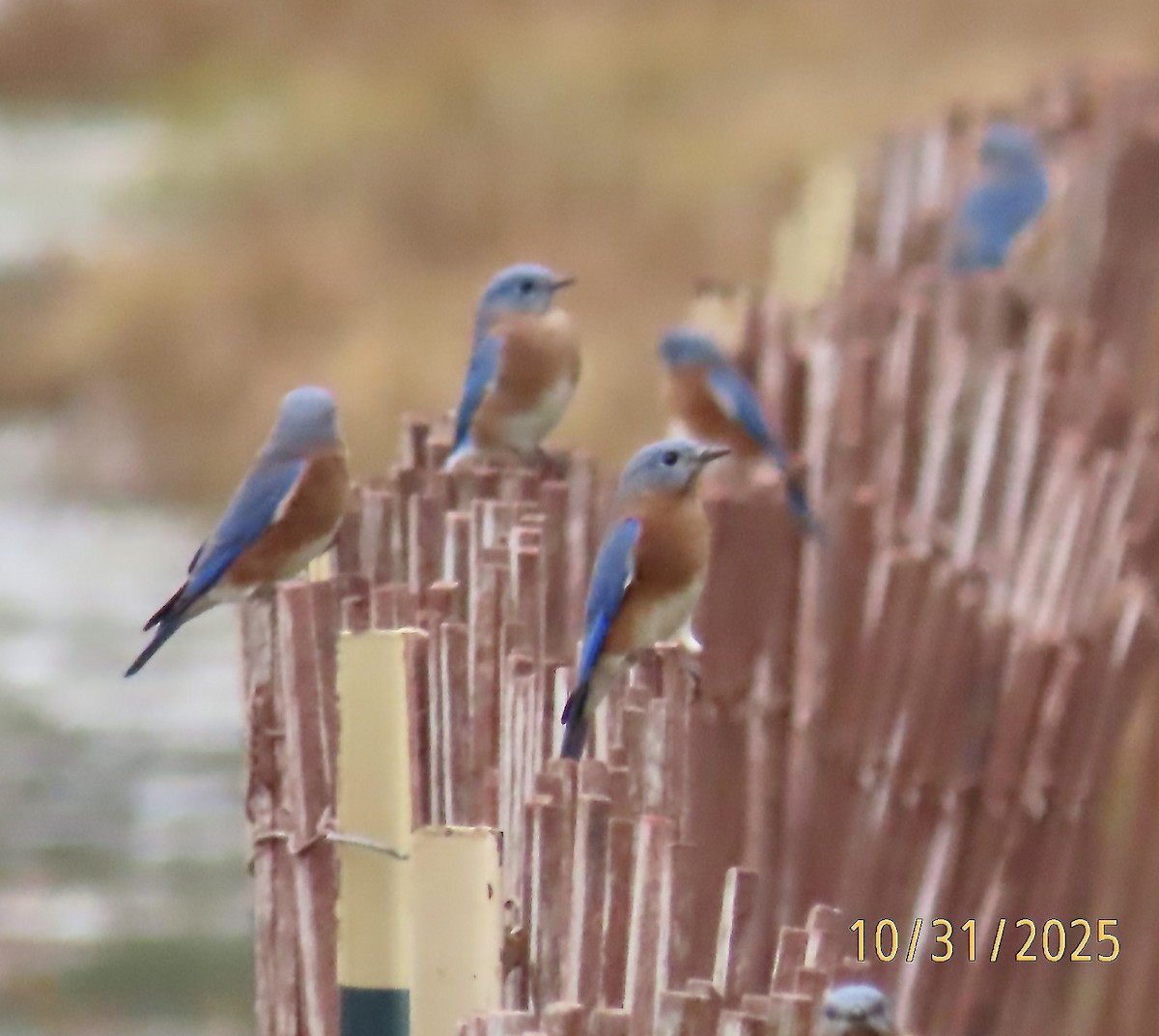 Eastern Bluebird - ML644430155