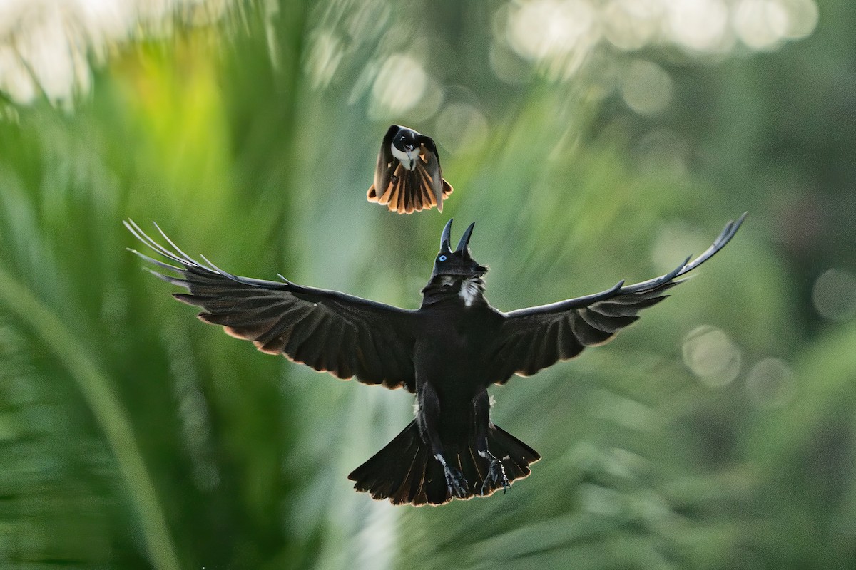 Torresian Crow - ML644430171