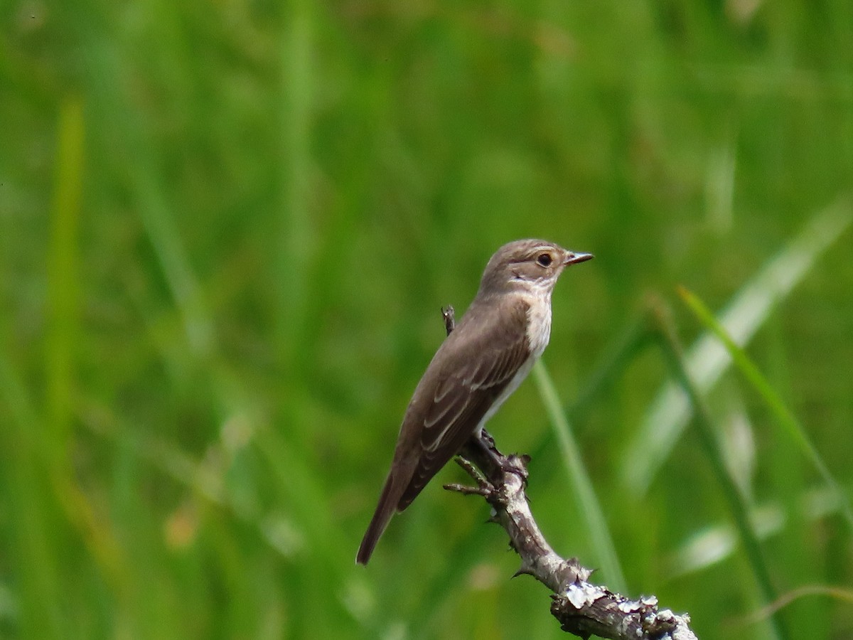 Grauschnäpper - ML644430177