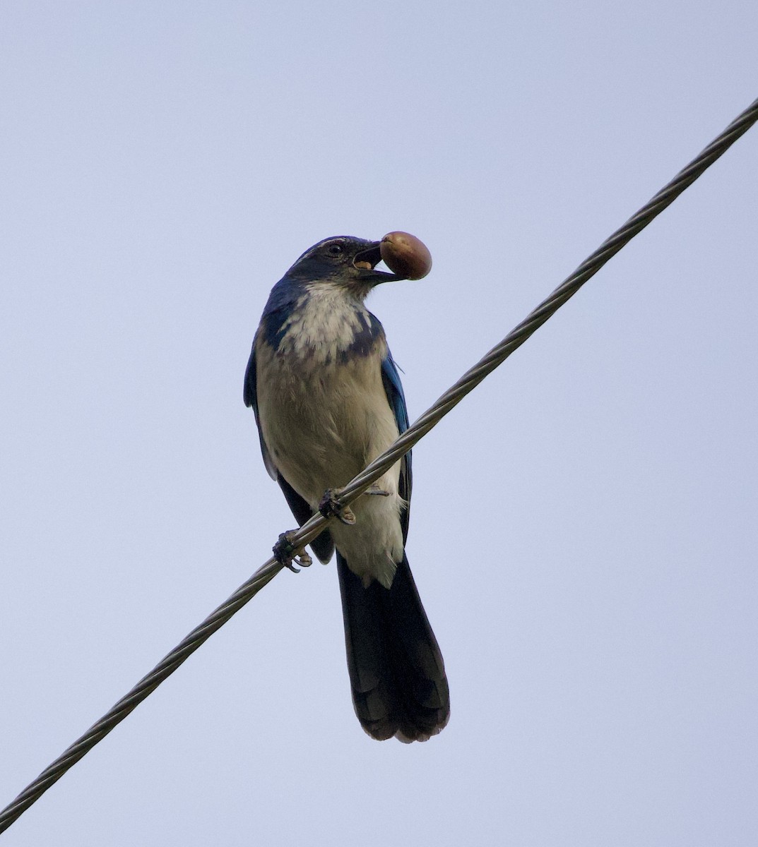 California Scrub-Jay - ML644430178