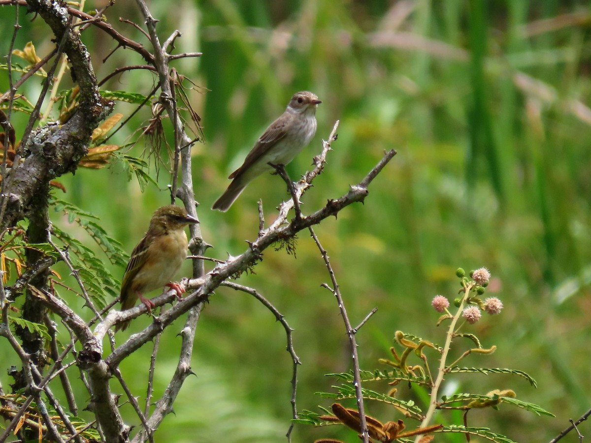 Grauschnäpper - ML644430182