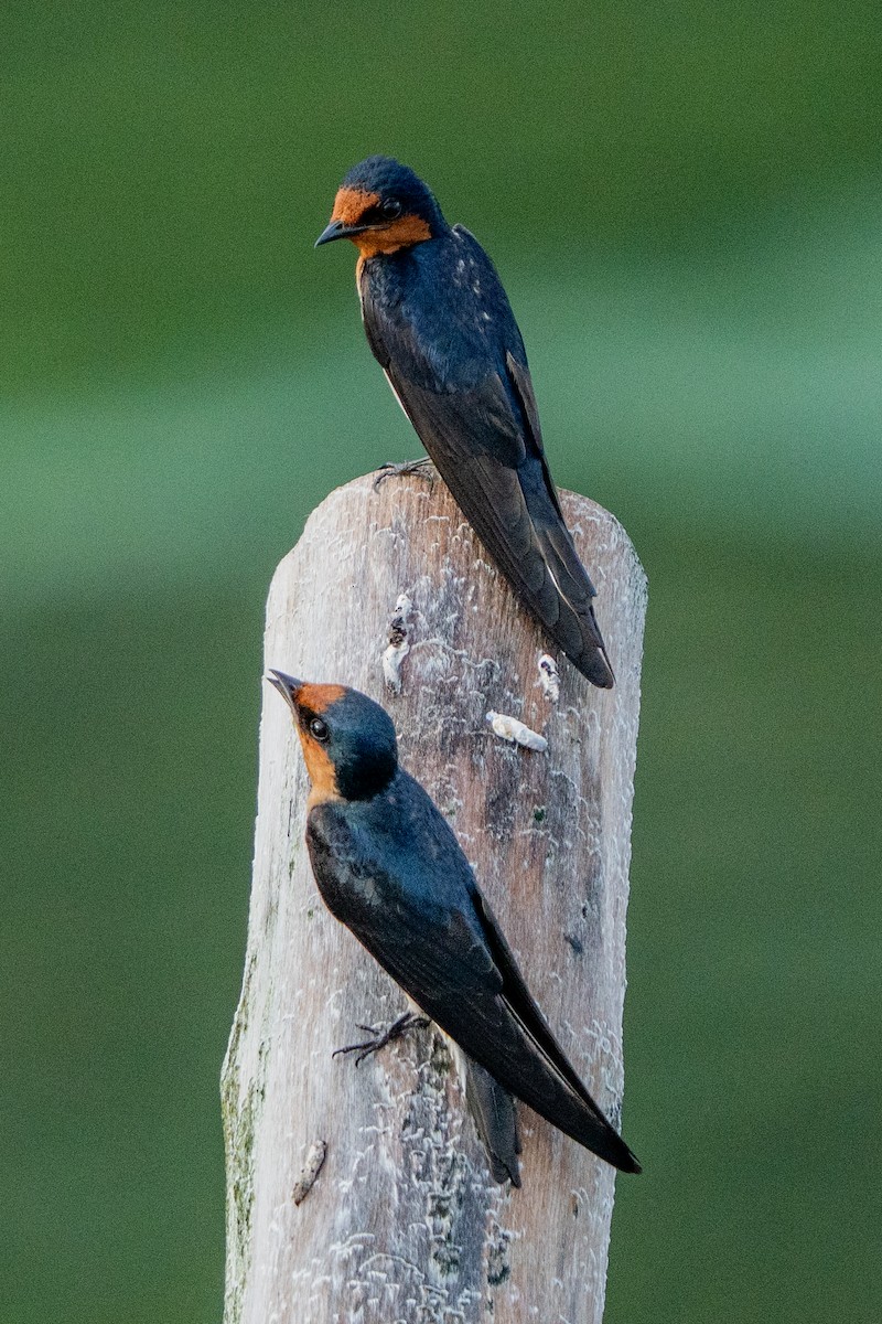 Pacific Swallow - ML644430194