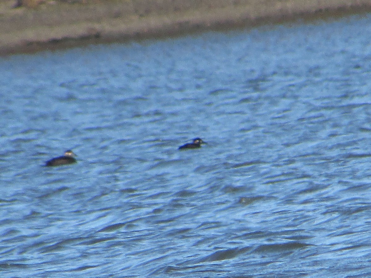 Ahatebeltz kopetazuria - ML644430205