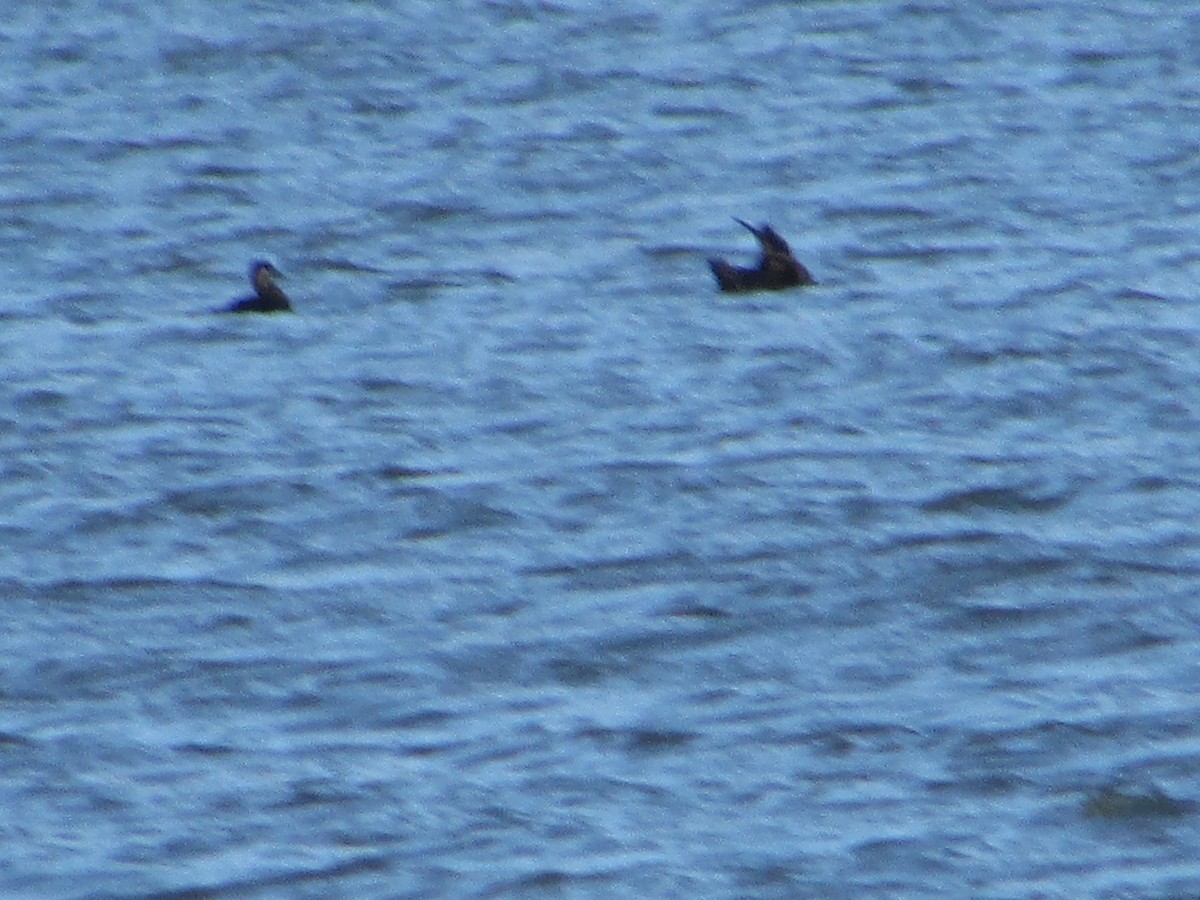 Ahatebeltz kopetazuria - ML644430213