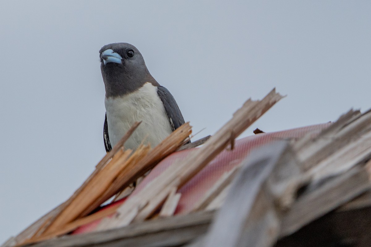 lasolet bělobřichý - ML644430215