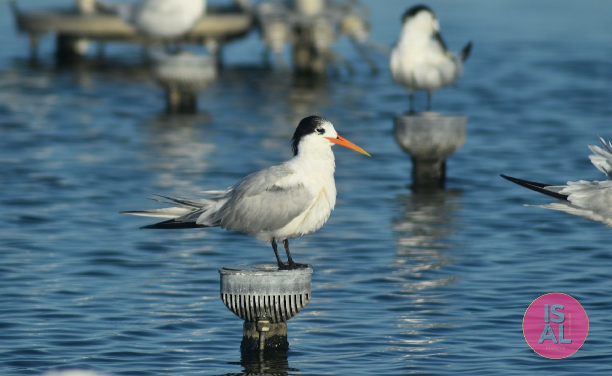 Elegant Tern - ML644430219