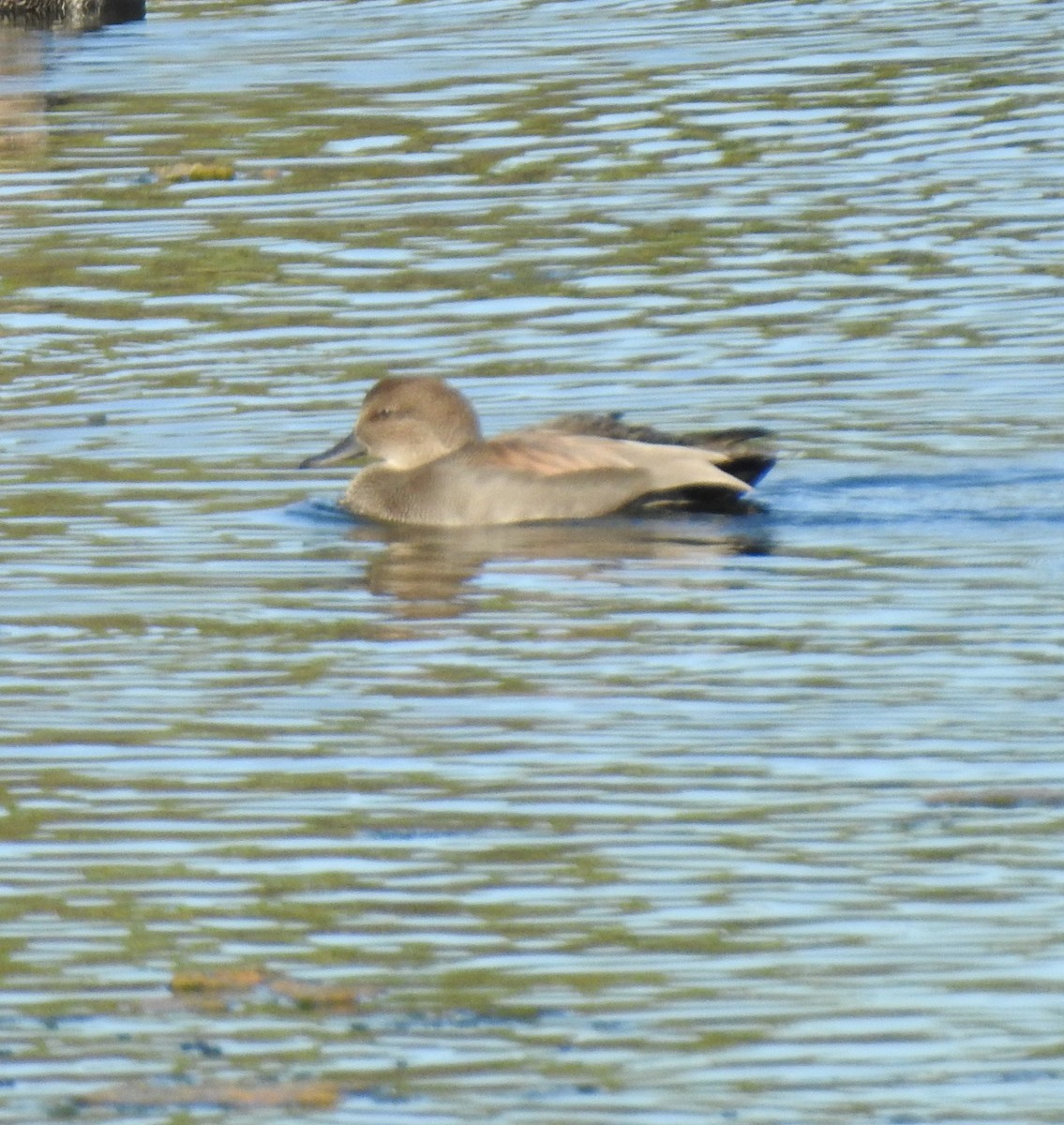 Нерозень - ML644430227