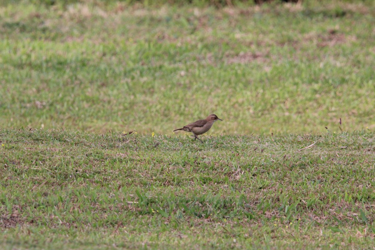 セアカカマドドリ - ML644430228