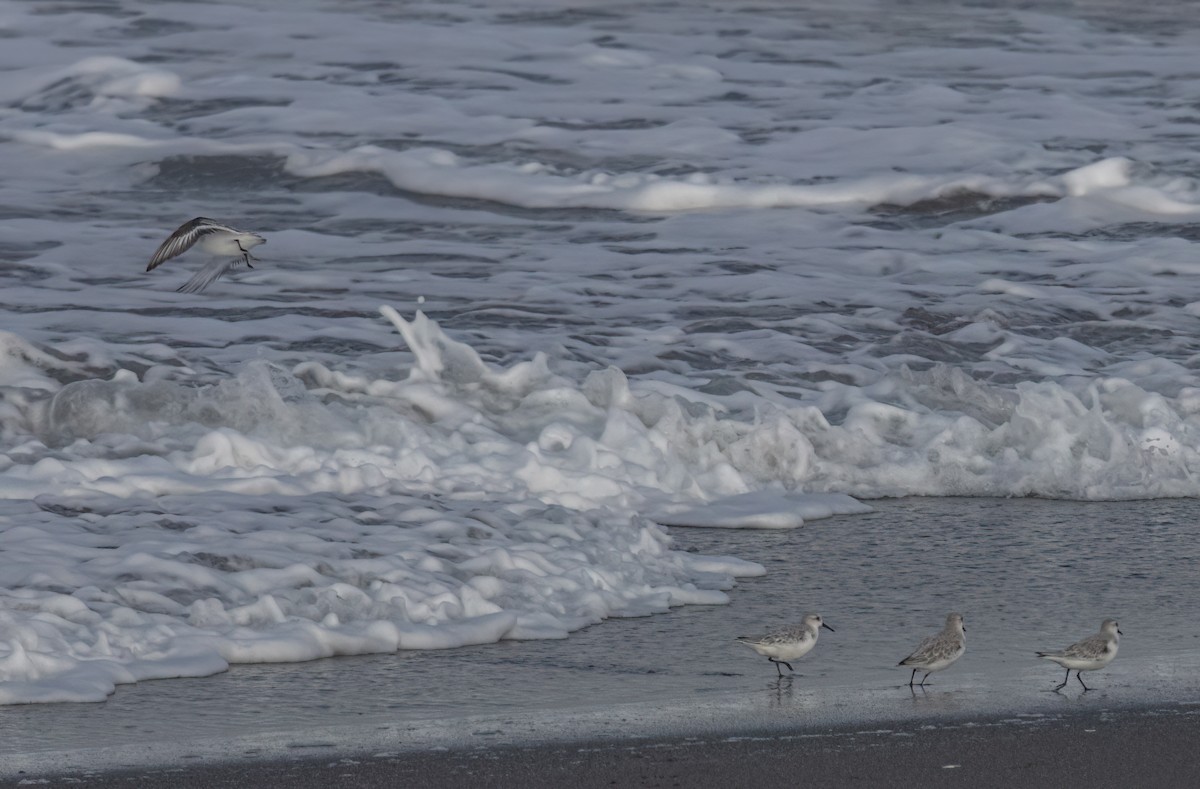 Sanderling - ML644430234