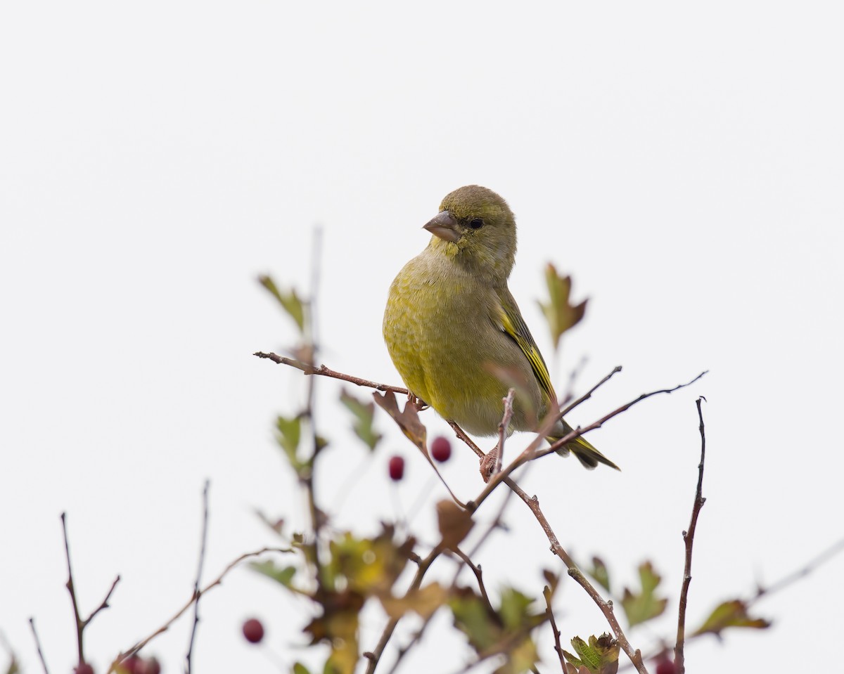 zvonek zelený - ML644430243