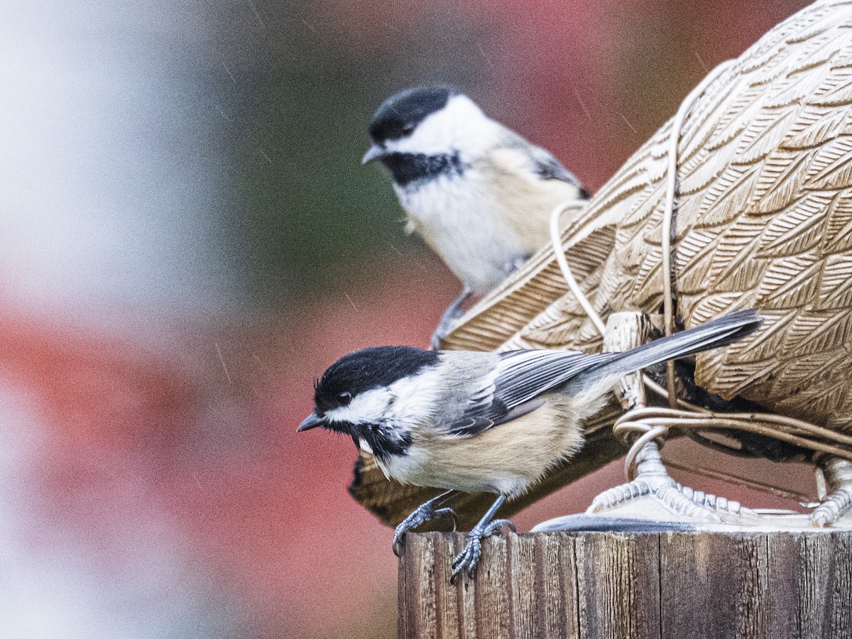 Black-capped Chickadee - ML644430244