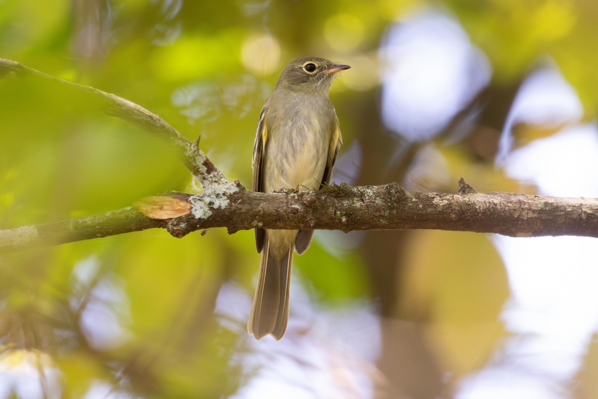 Olivaceous Elaenia - ML644430258