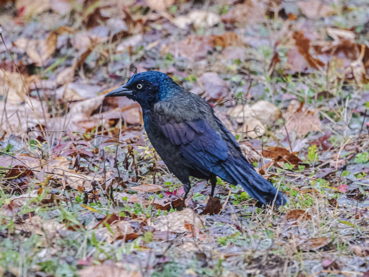 Common Grackle - ML644430264