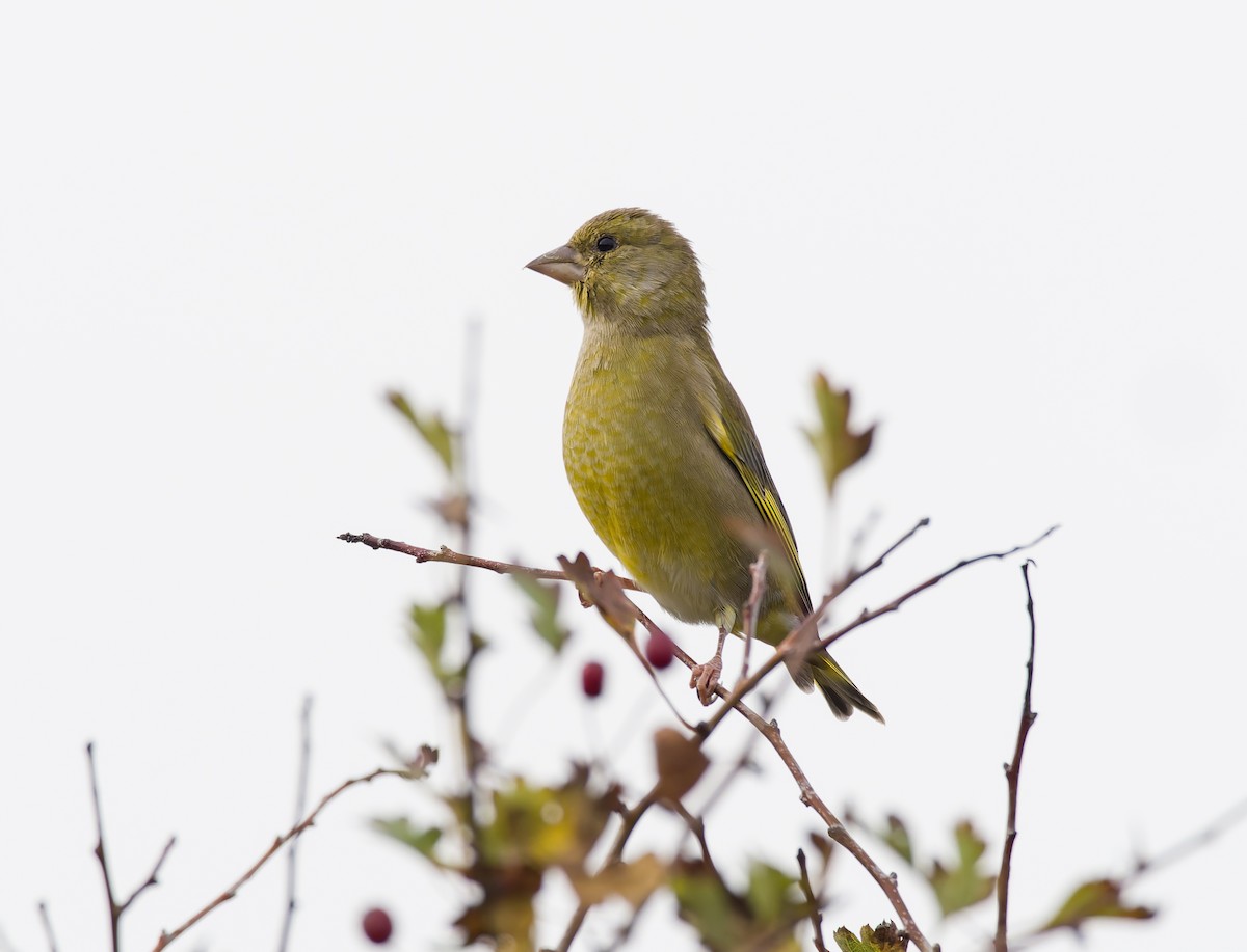 zvonek zelený - ML644430265