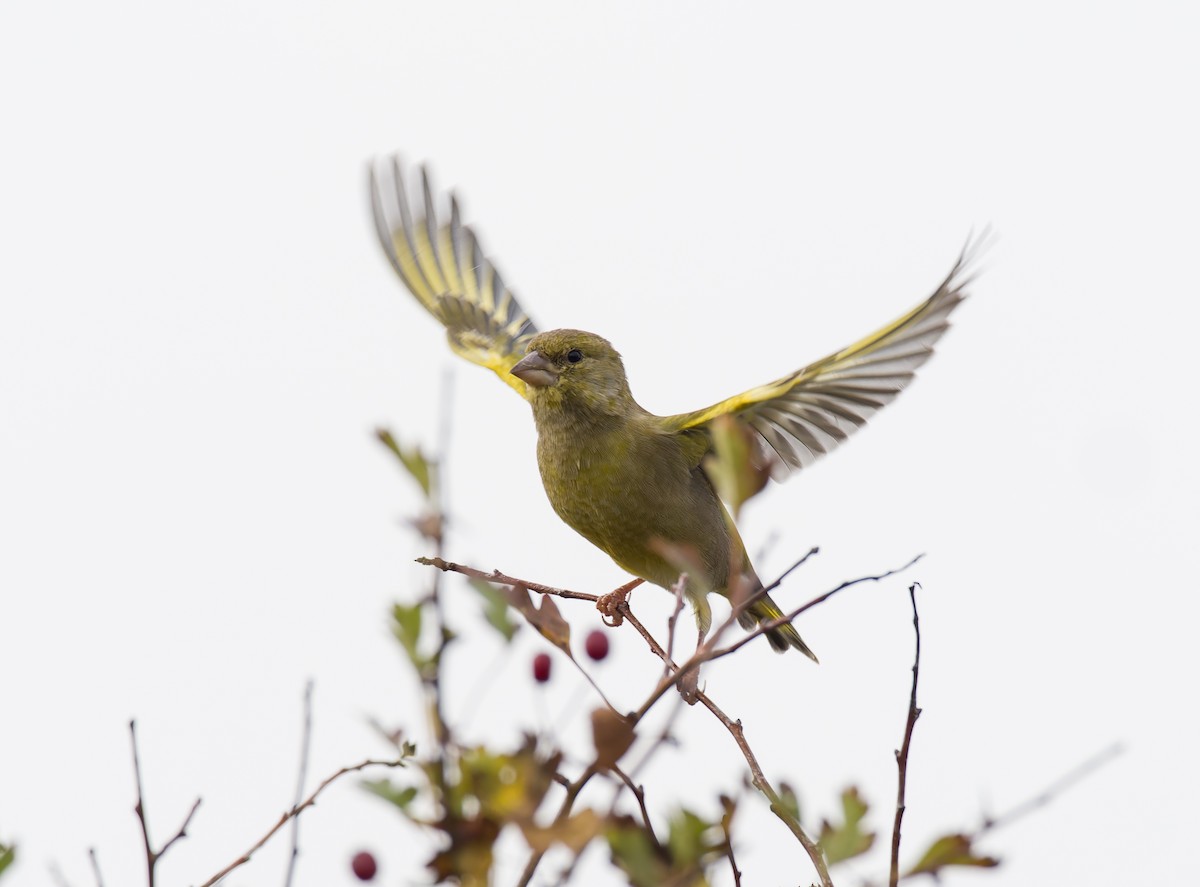 zvonek zelený - ML644430268