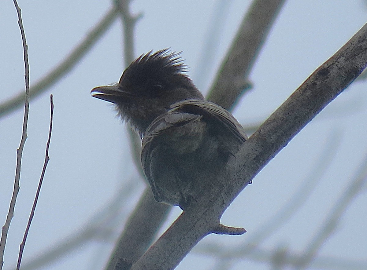 Sibilant Sirystes - ML644430275