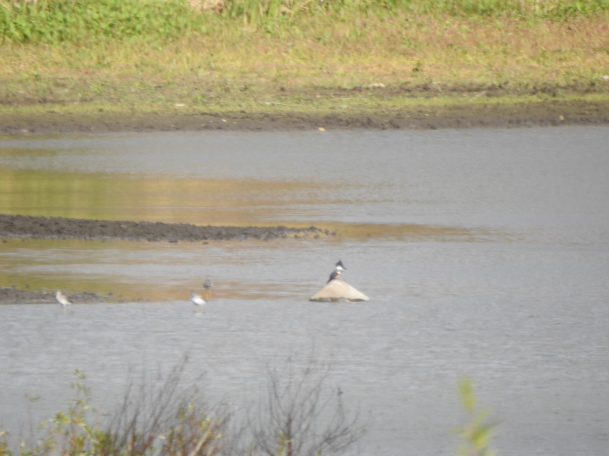 Belted Kingfisher - ML644430276