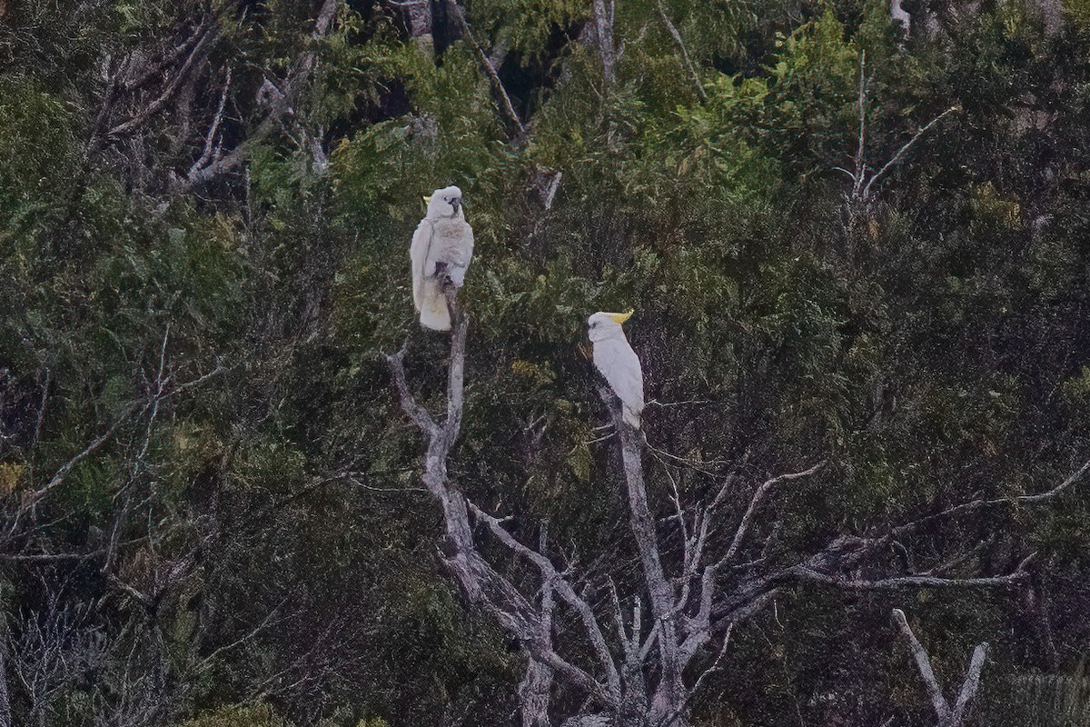 Sulphur-crested Cockatoo - ML644430277