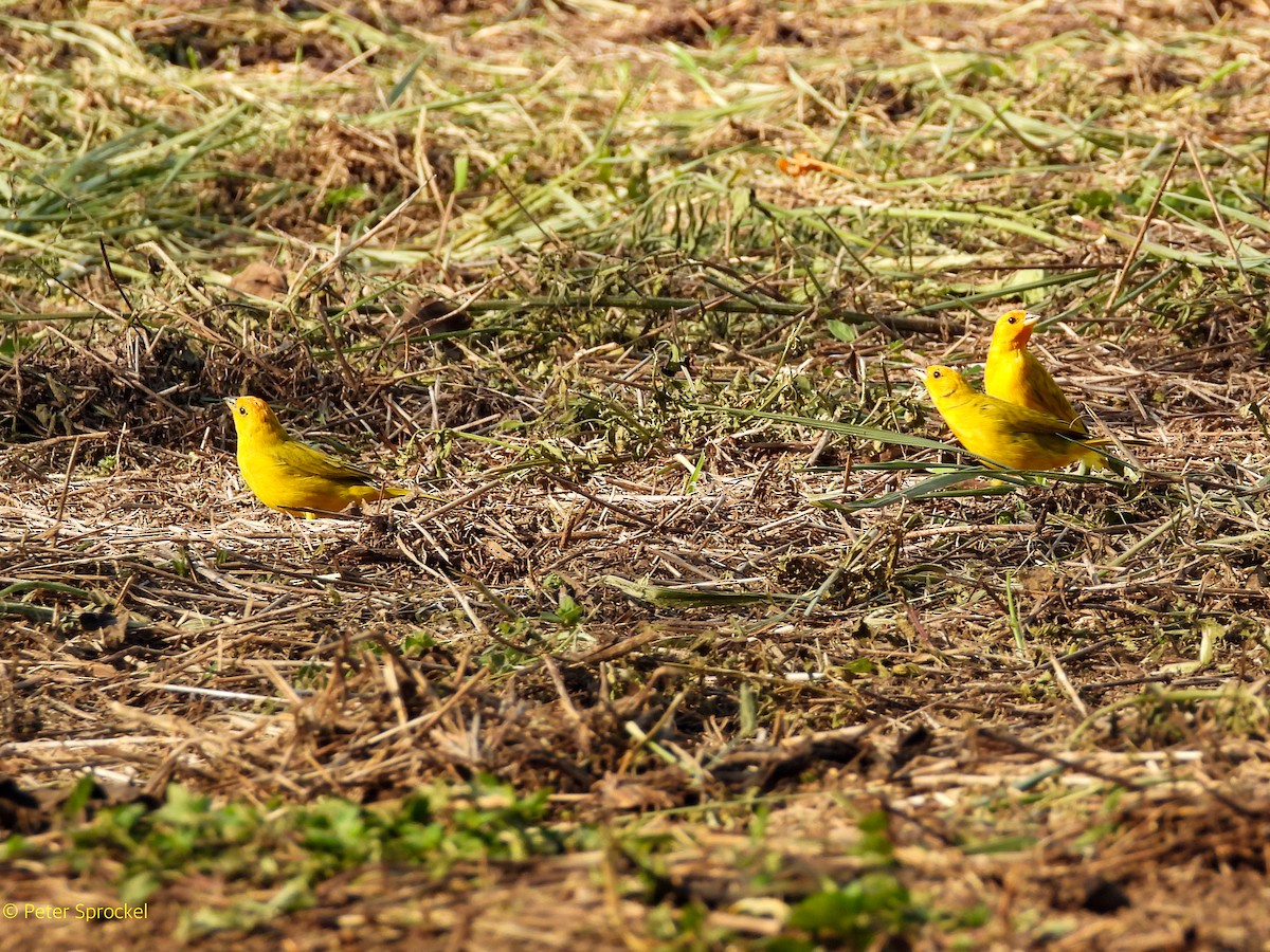 Saffron Finch - ML644430279