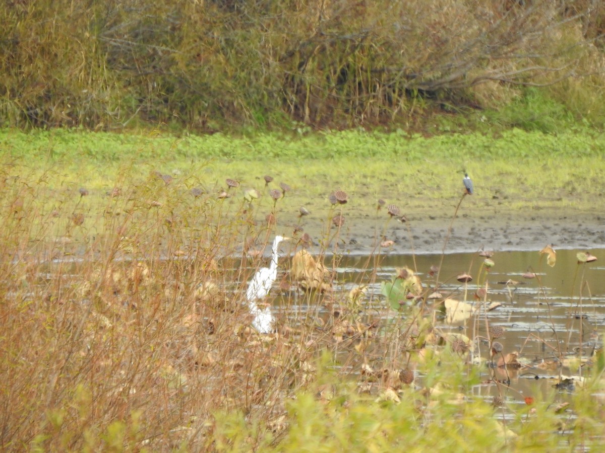 Great Egret - ML644430281