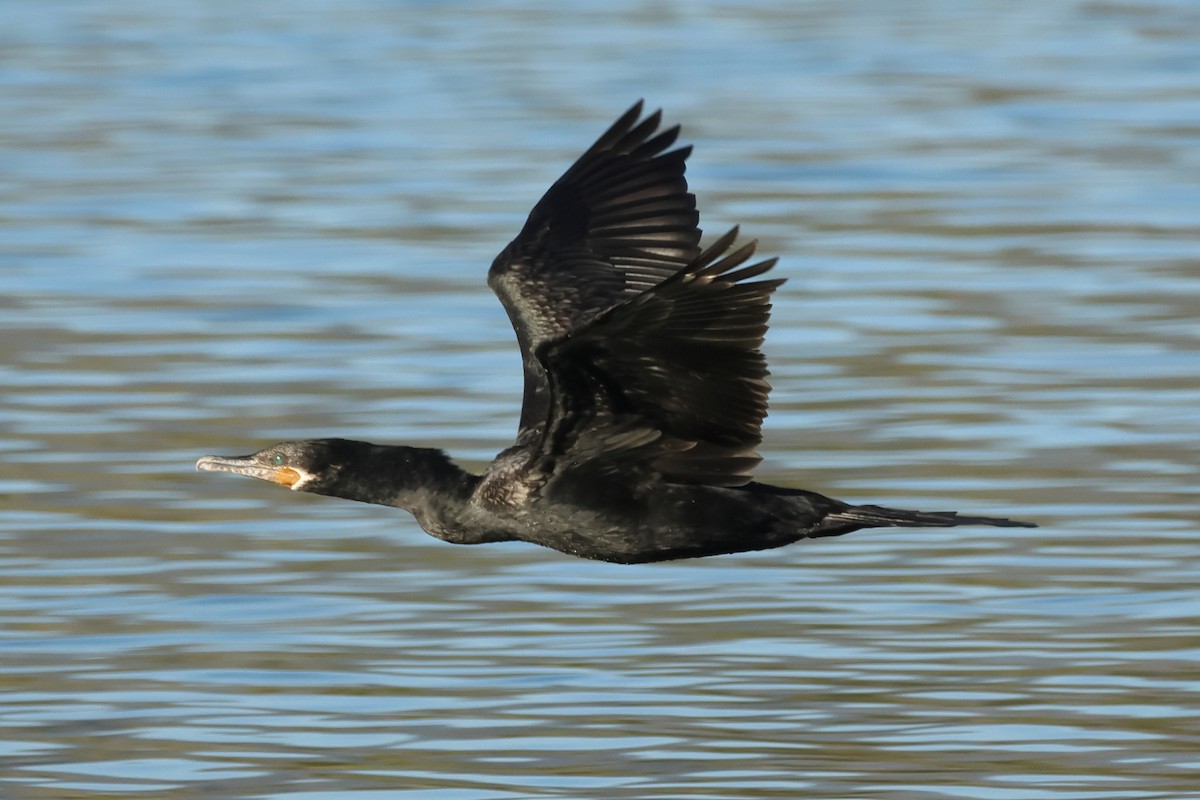 Neotropic Cormorant - ML644430282
